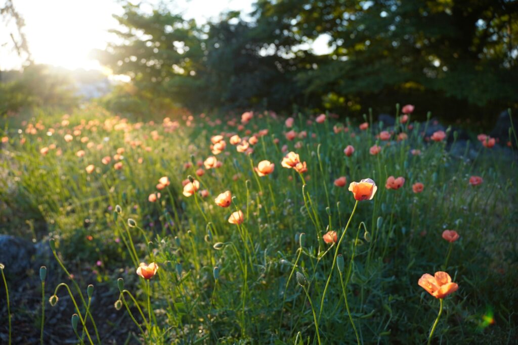 主婦でも無理なく続けられる朝活の5つのコツ
