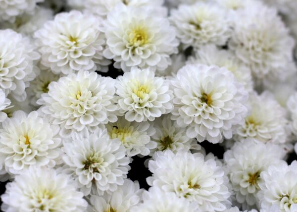 本の概要と著者について